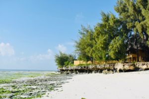Cosa fare e vedere a Zanzibar: Uroa