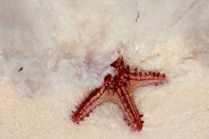 Cosa fare e vedere a Zanzibar: Stelle Marine Kendwa