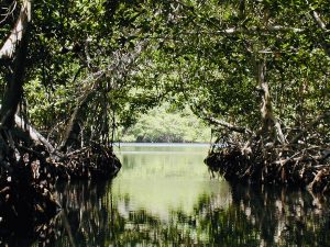 Oak Ridge Mangrovie (Roatan, Honduras) | Cosa vedere a Roatan in Honduras
