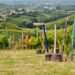Vigna dei Pastelli - Coazzolo | Langhe e Monferrato