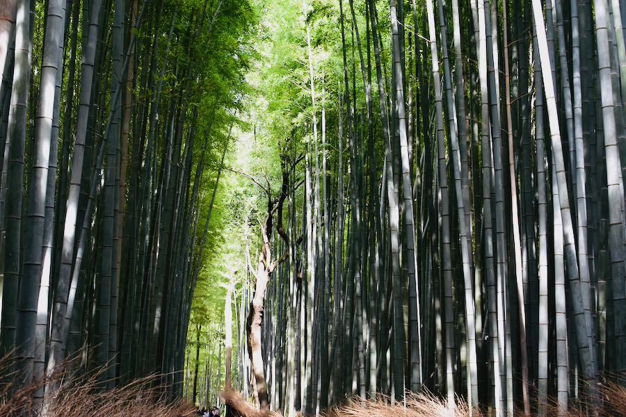 Bamboo Forest Arashiyama | Cosa Vedere In Giappone