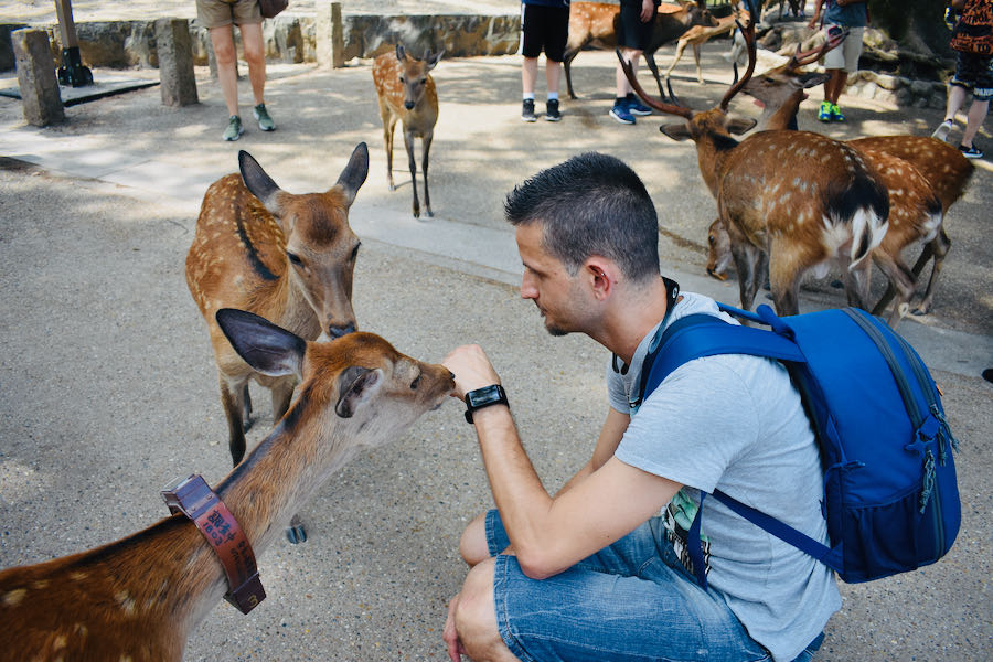 Cervi di Nara | On The Road Giappone