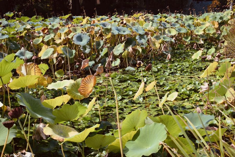 Montpellier | Orto Botanico Jardin Plantes