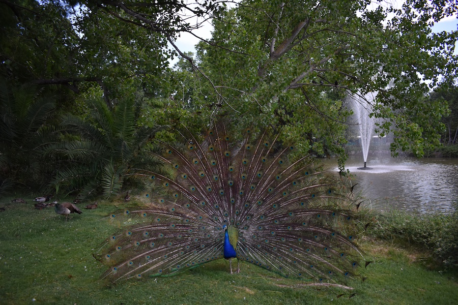 Hyères Cosa Vedere | Parc Olbius Riquier